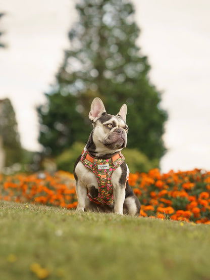 The Tiger who came to TPPB Adventure Paws Harness