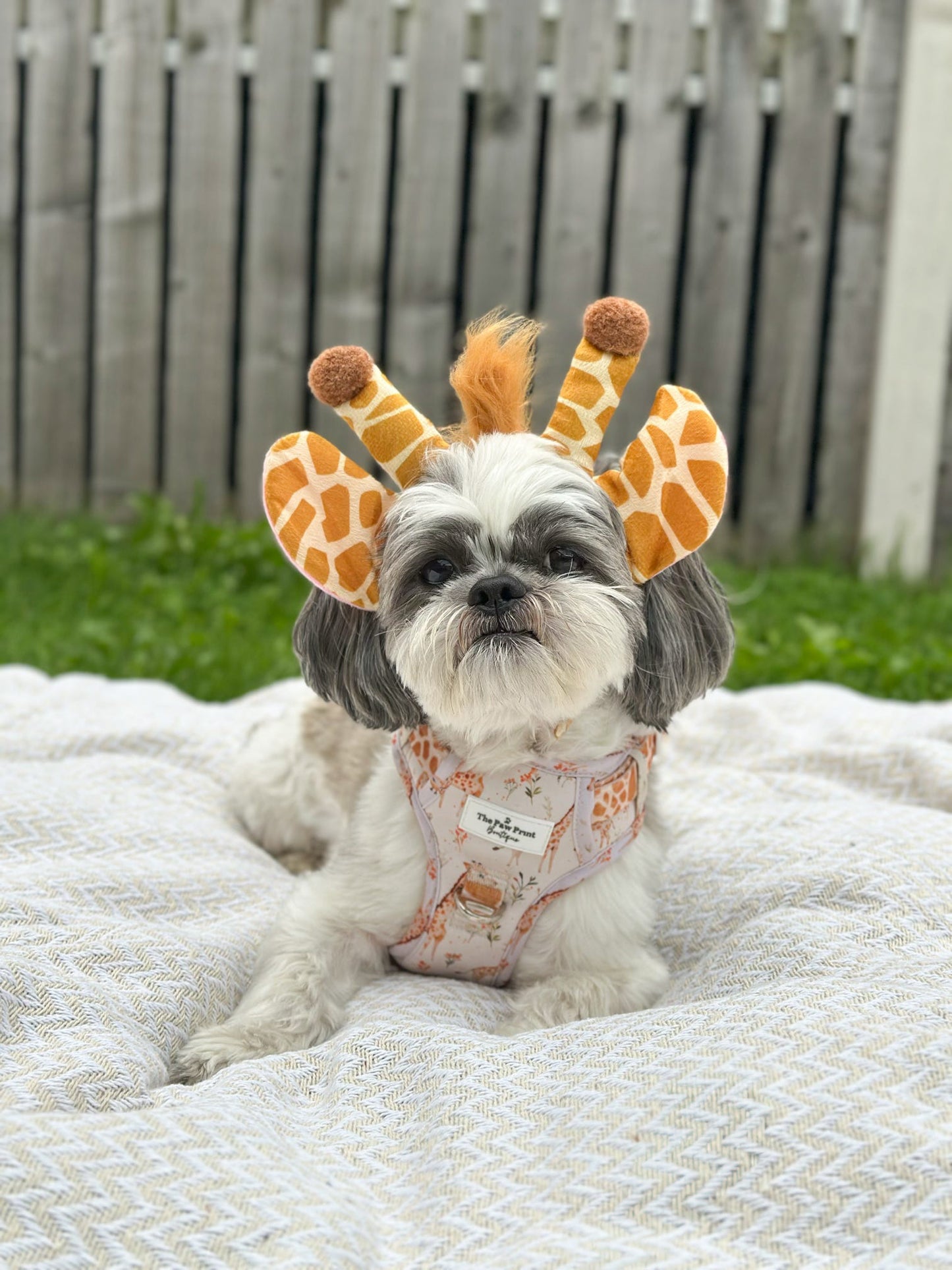 The Graceful Giraffe Adventure Paws Harness