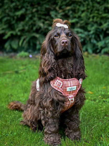 Pupkin Patch Adventure Paws Harness