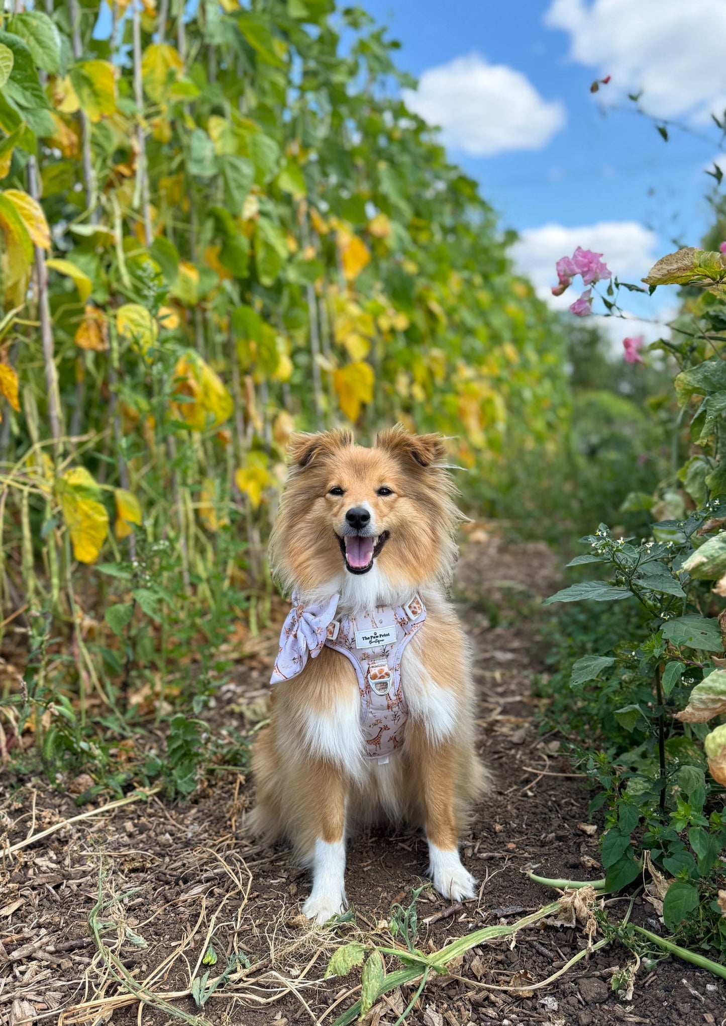 The Graceful Giraffe Adventure Paws Harness