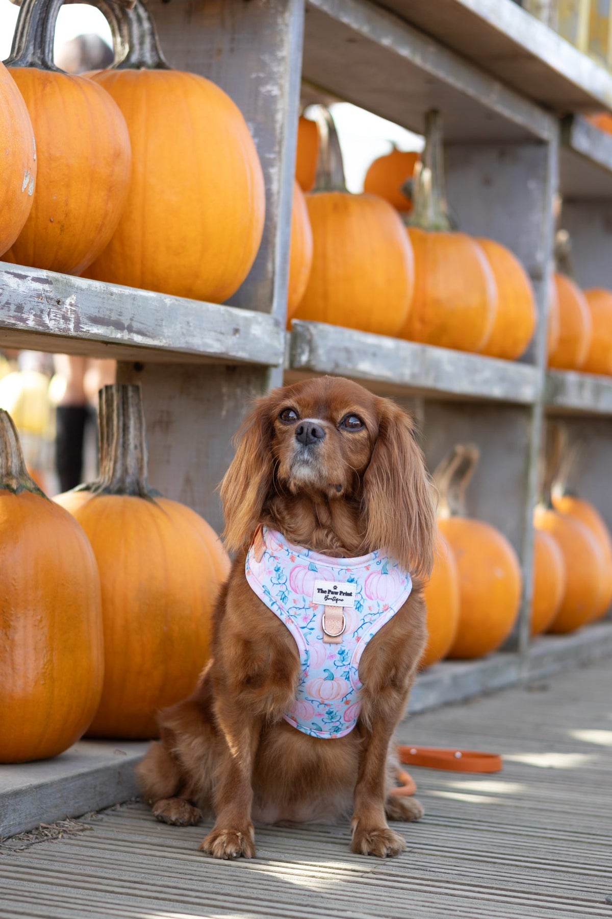 Pablos Pumpkins Adjustable Harness