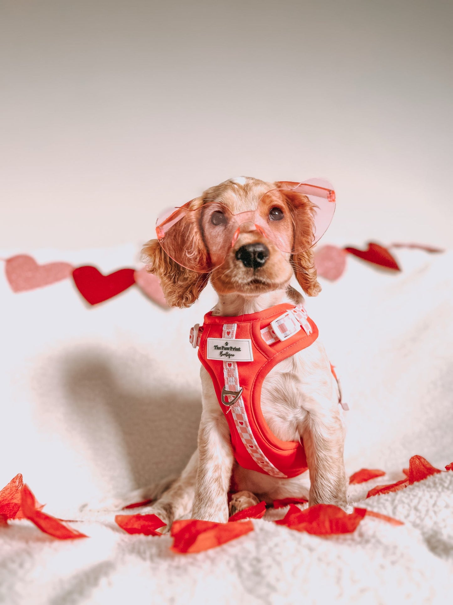 The Fur-ever Love Adventure Paws Harness