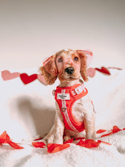 The Fur-ever Love Adventure Paws Harness
