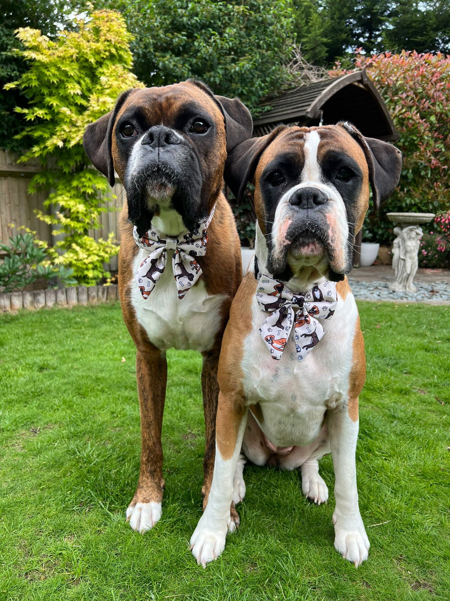 The Boxer Bow Tie
