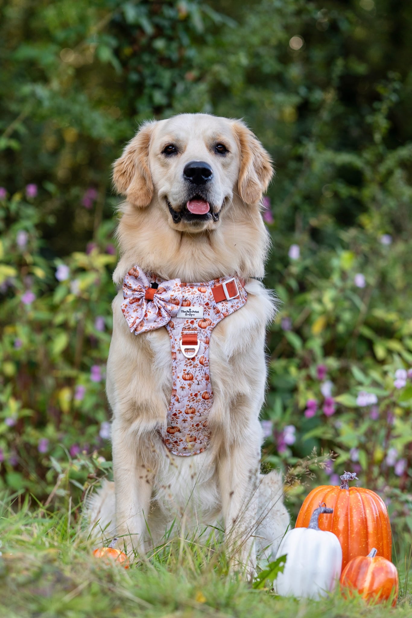Pupkin Patch Adventure Paws Harness