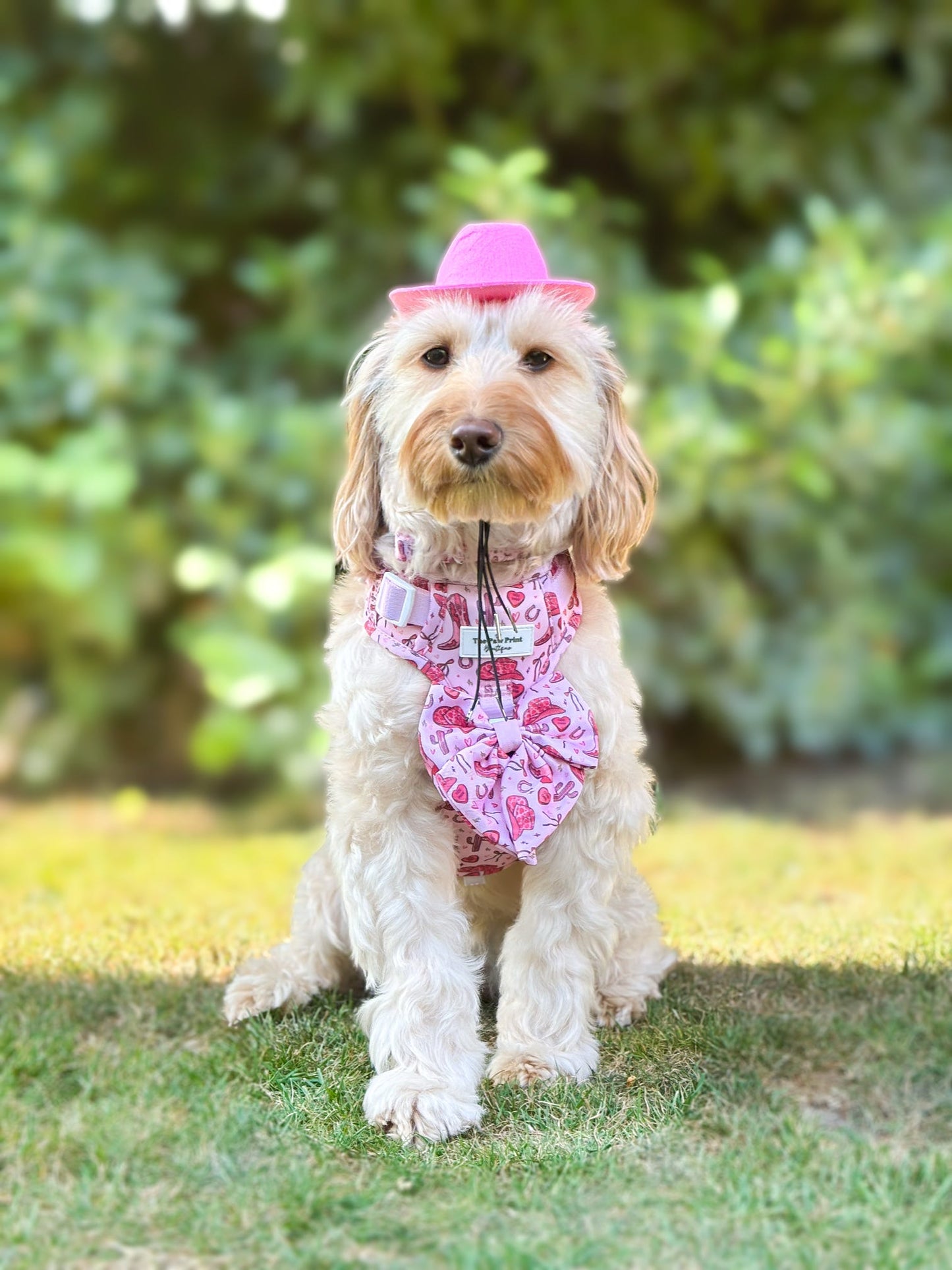 The Giddy up Pup Adventure Paws Harness