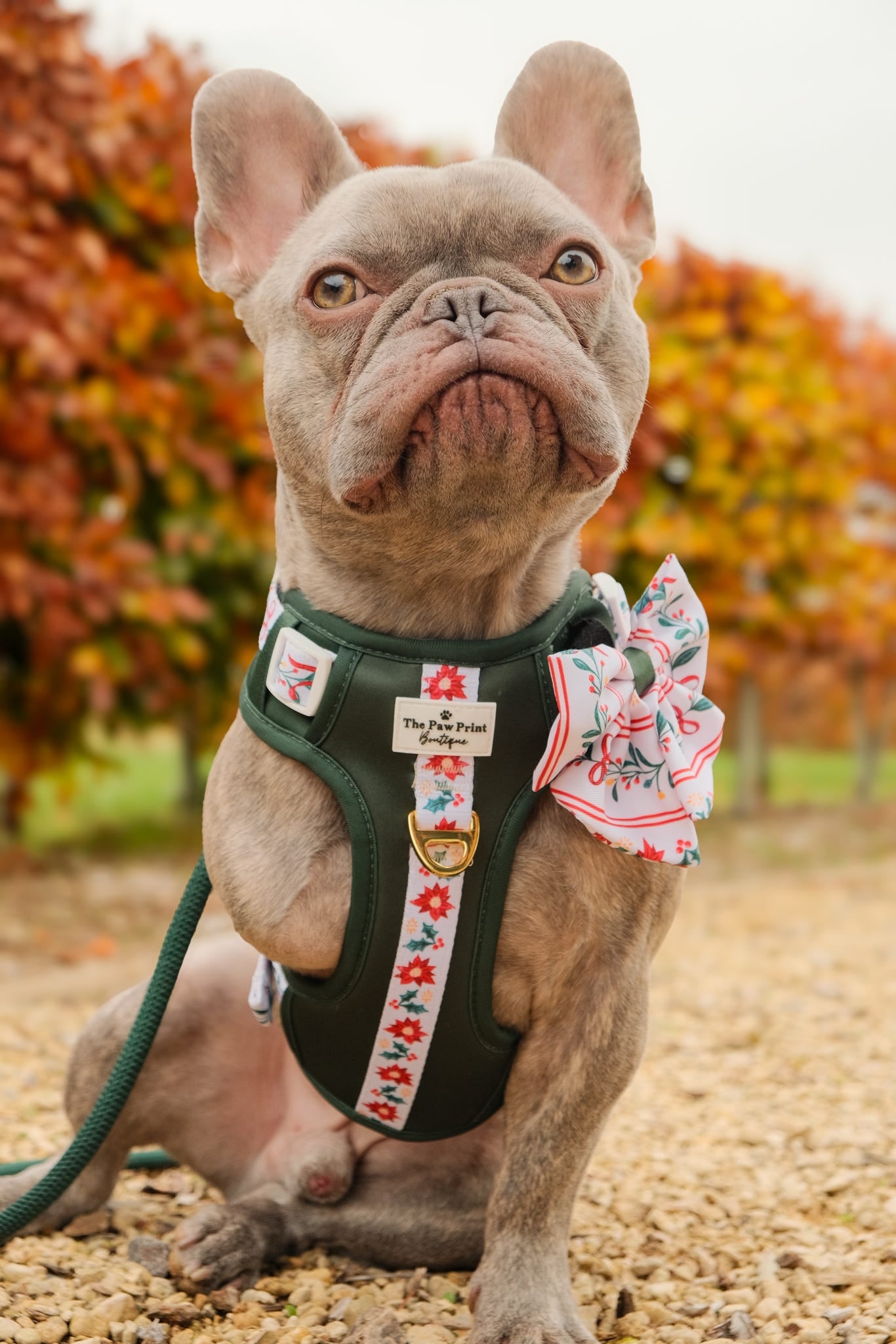 Festive Traditions Adventure Paws Harness