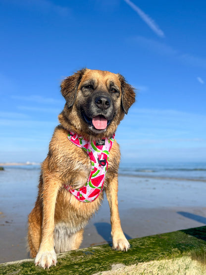 The Watermelon Sugar Adventure Paws Harness