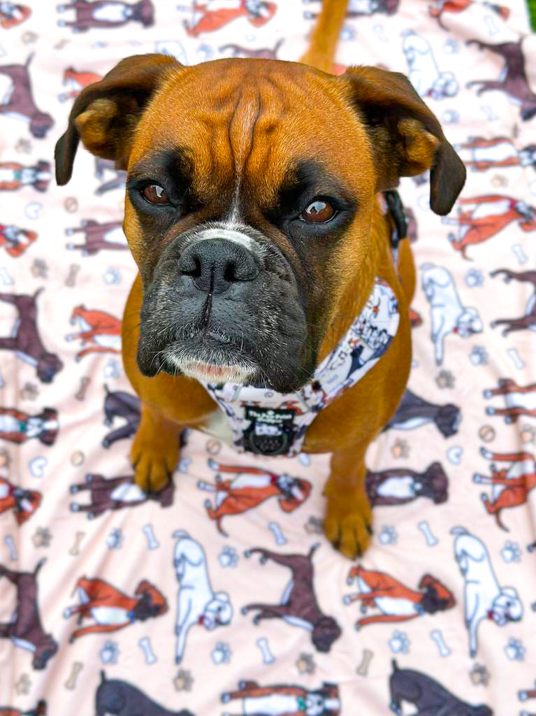 The Boxer Dog Blanket - Beige