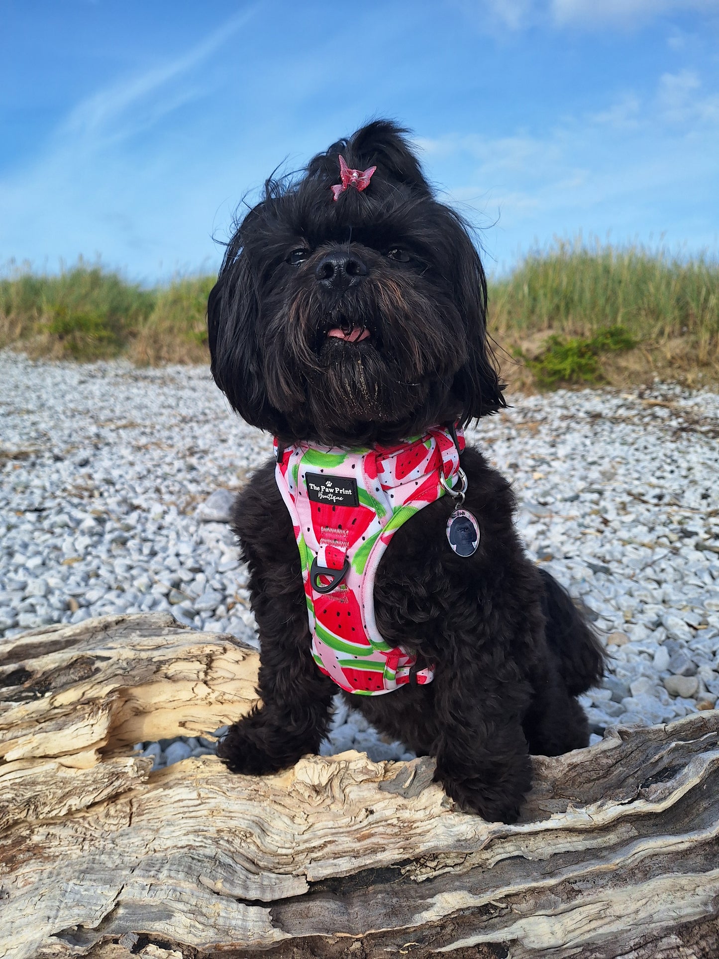 The Watermelon Sugar Adventure Paws Harness