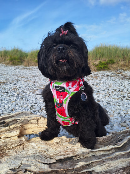 The Watermelon Sugar Adventure Paws Harness