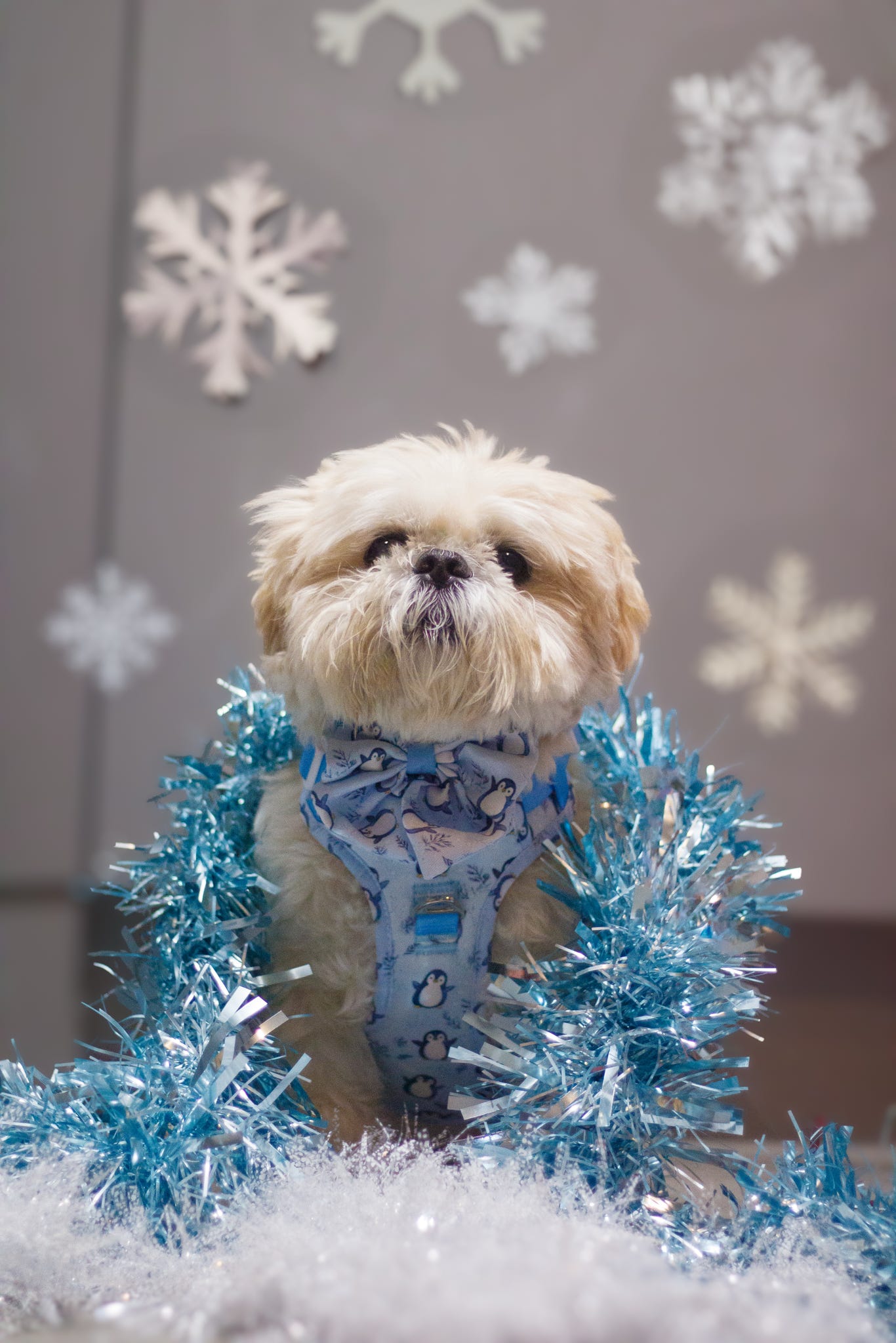 Percy Penguin Bow Tie