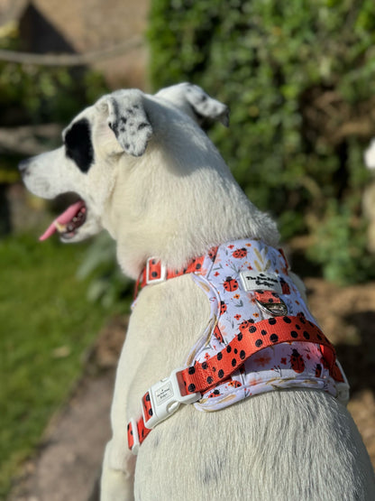 Ladybird Lane Adventure Paws Harness