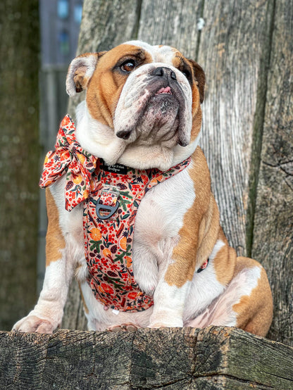 The Winter Scents Adventure Paws Harness