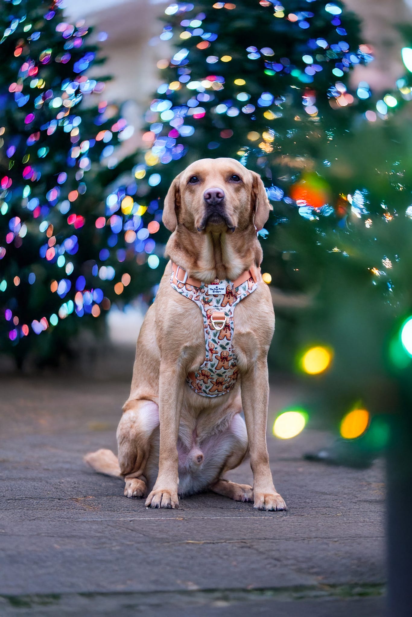Gingerbread Grove Adventure Paws Harness