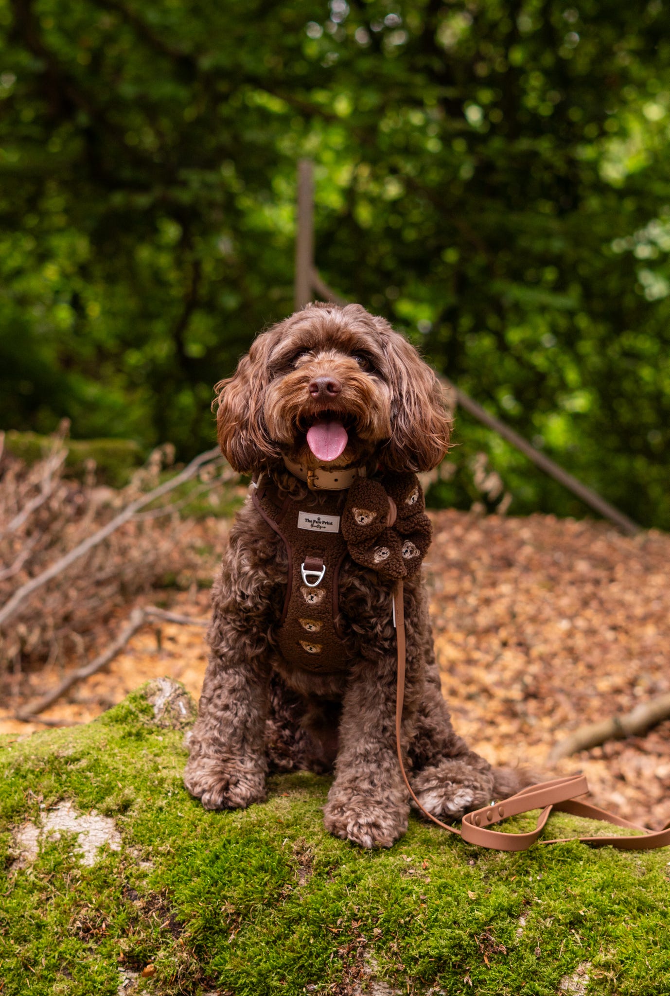 The Embroidered Little Bear Cub Adventure Paws Harness