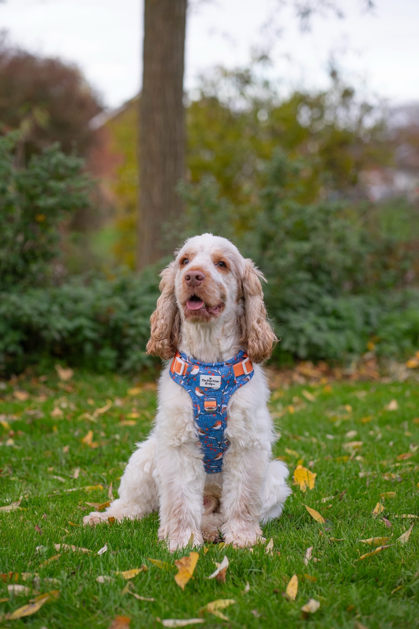 Seasons Tweetings Adventure Paws Harness