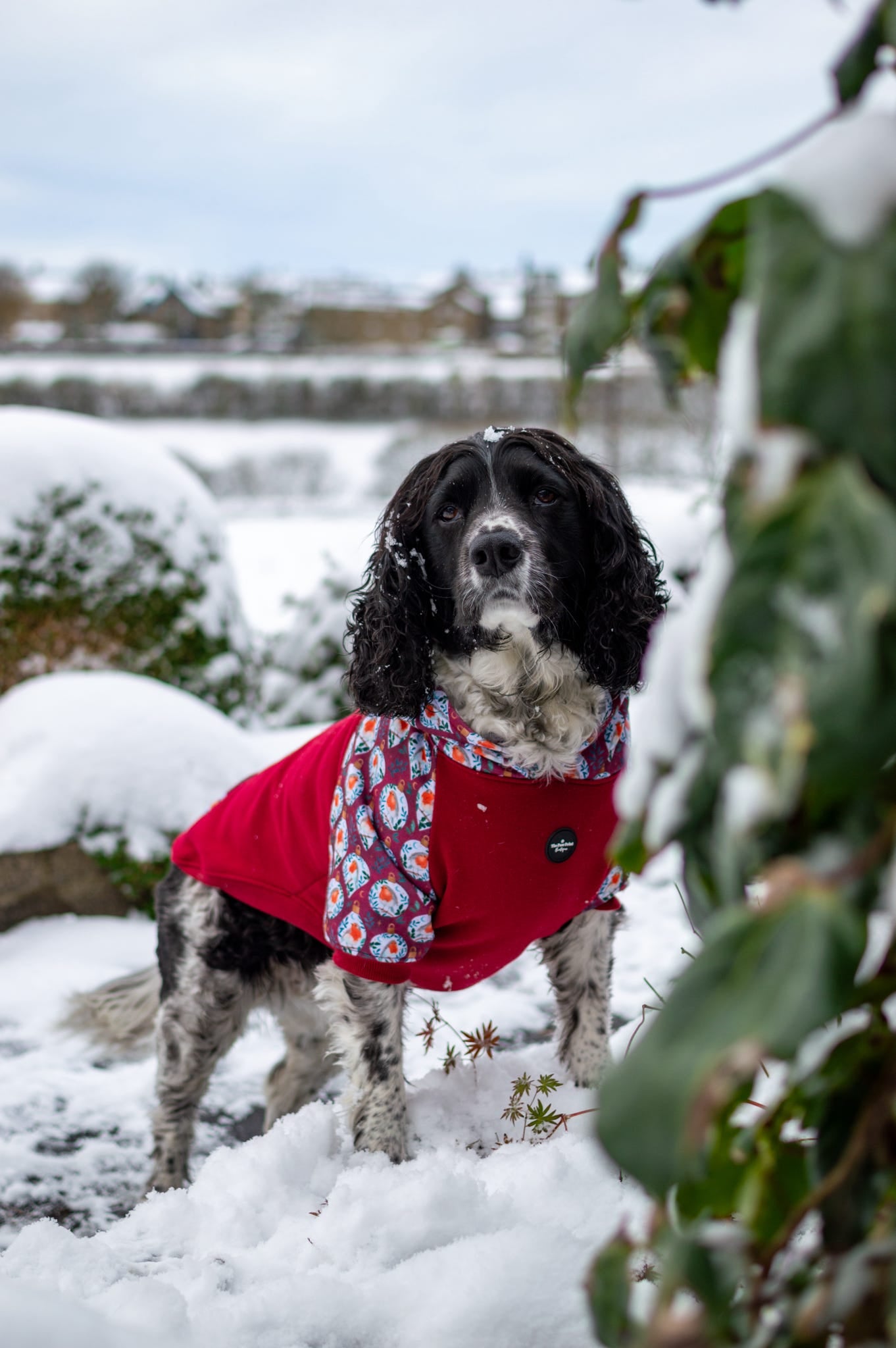 The Rockin' Robin Dog Hoodie