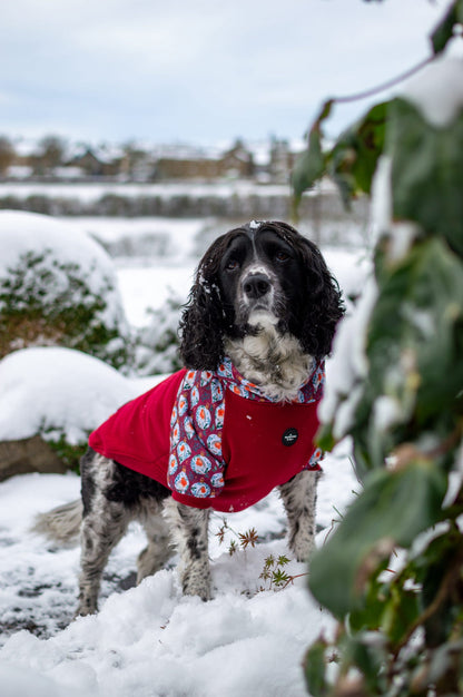 The Rockin' Robin Dog Hoodie