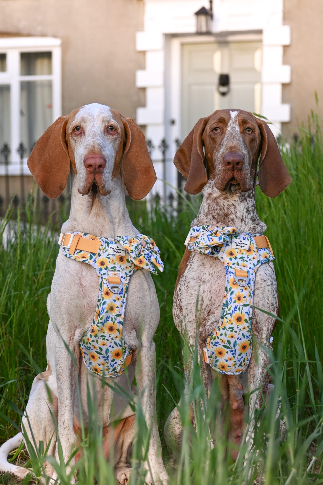 Sunny Sunflowers Adventure Paws Harness
