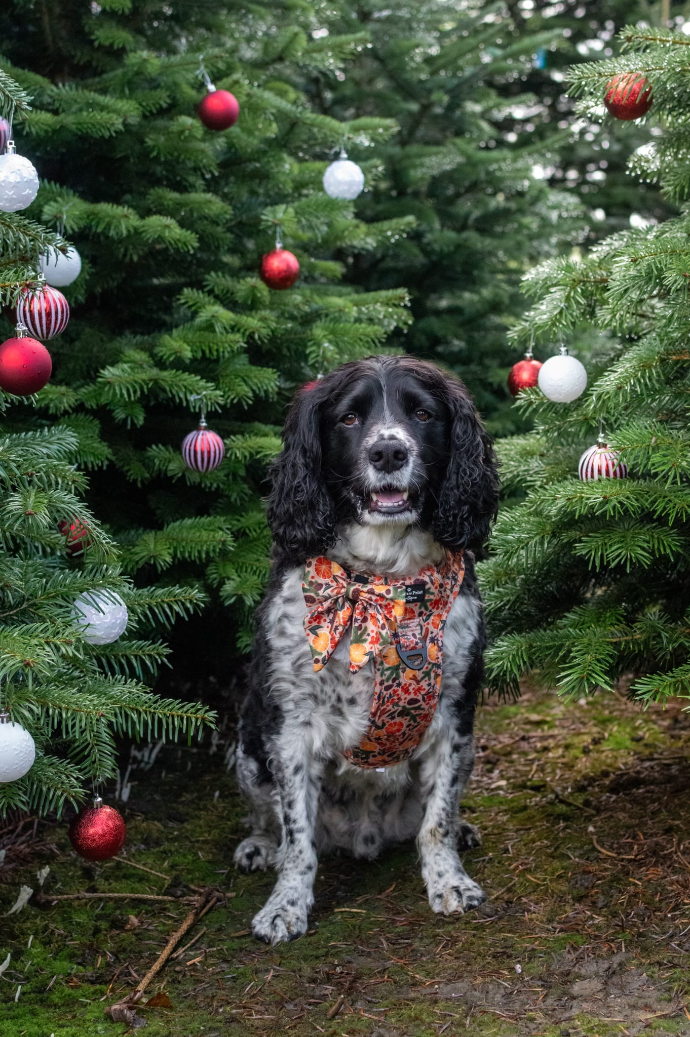 The Winter Scents Adventure Paws Harness