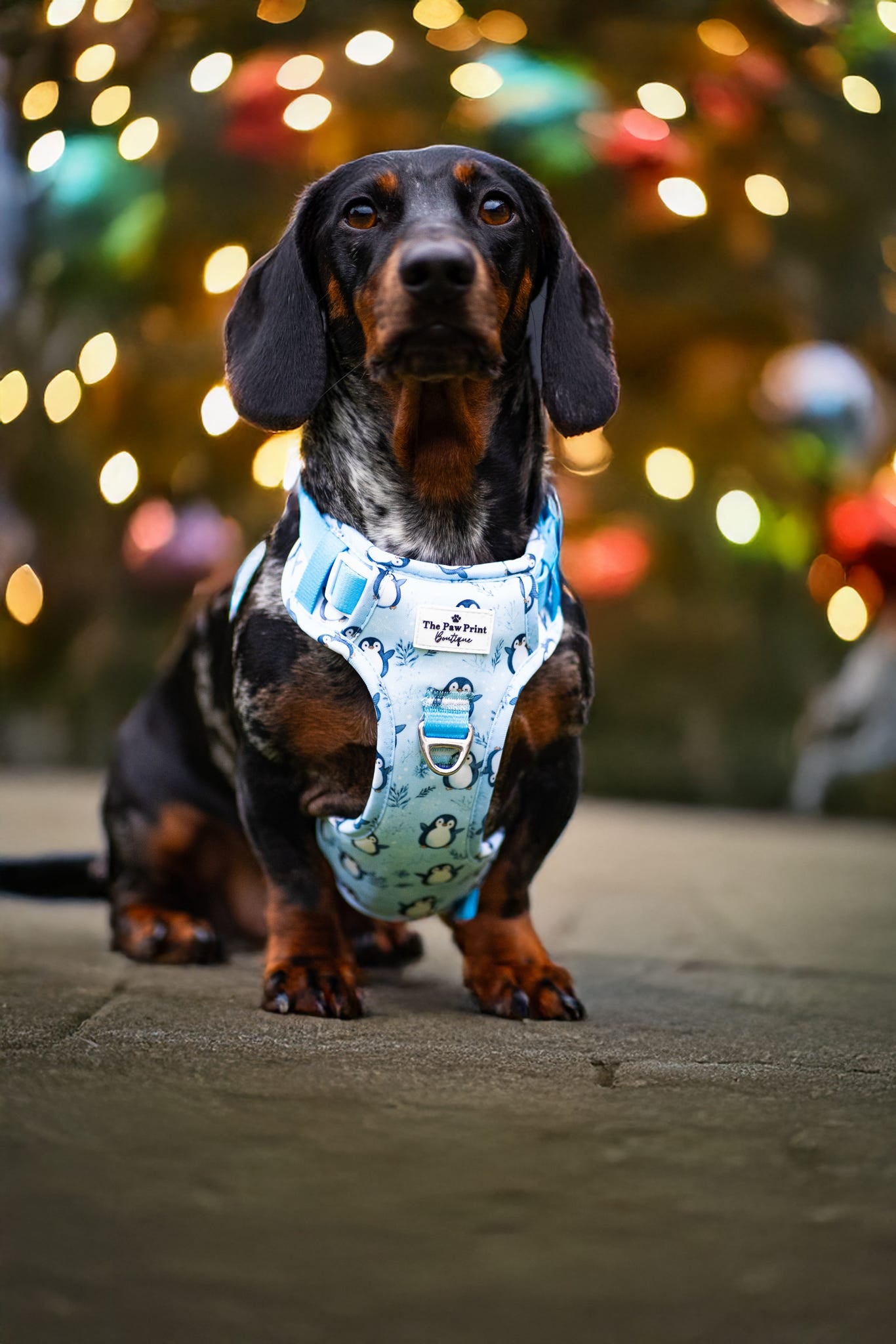 Percy Penguin Adventure Paws Harness