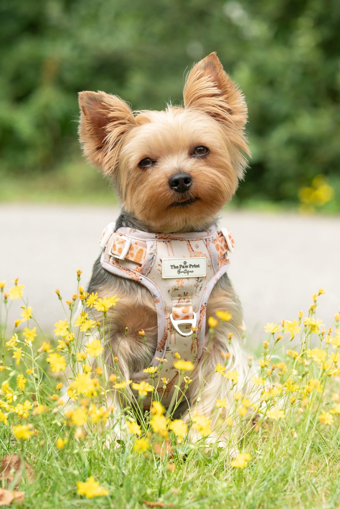 The Graceful Giraffe Adventure Paws Harness