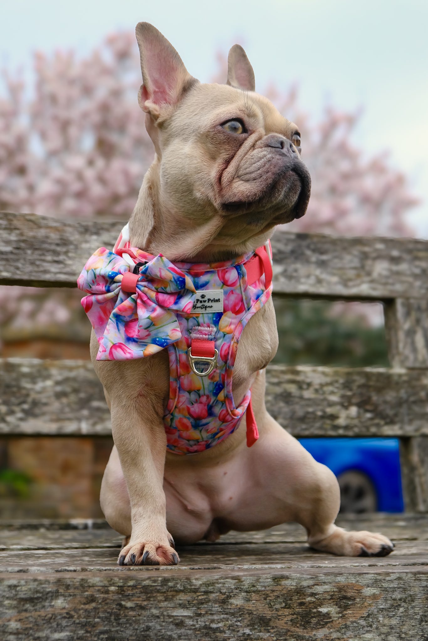 The Tulip Field Adventure Paws Harness