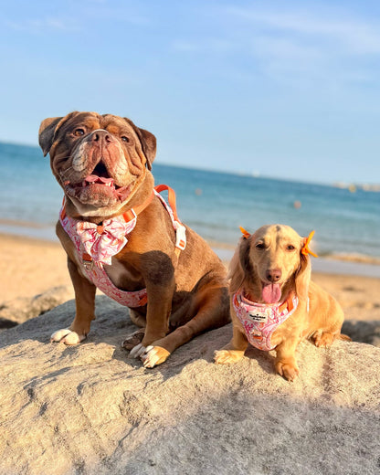Under the Sea Paws Harness