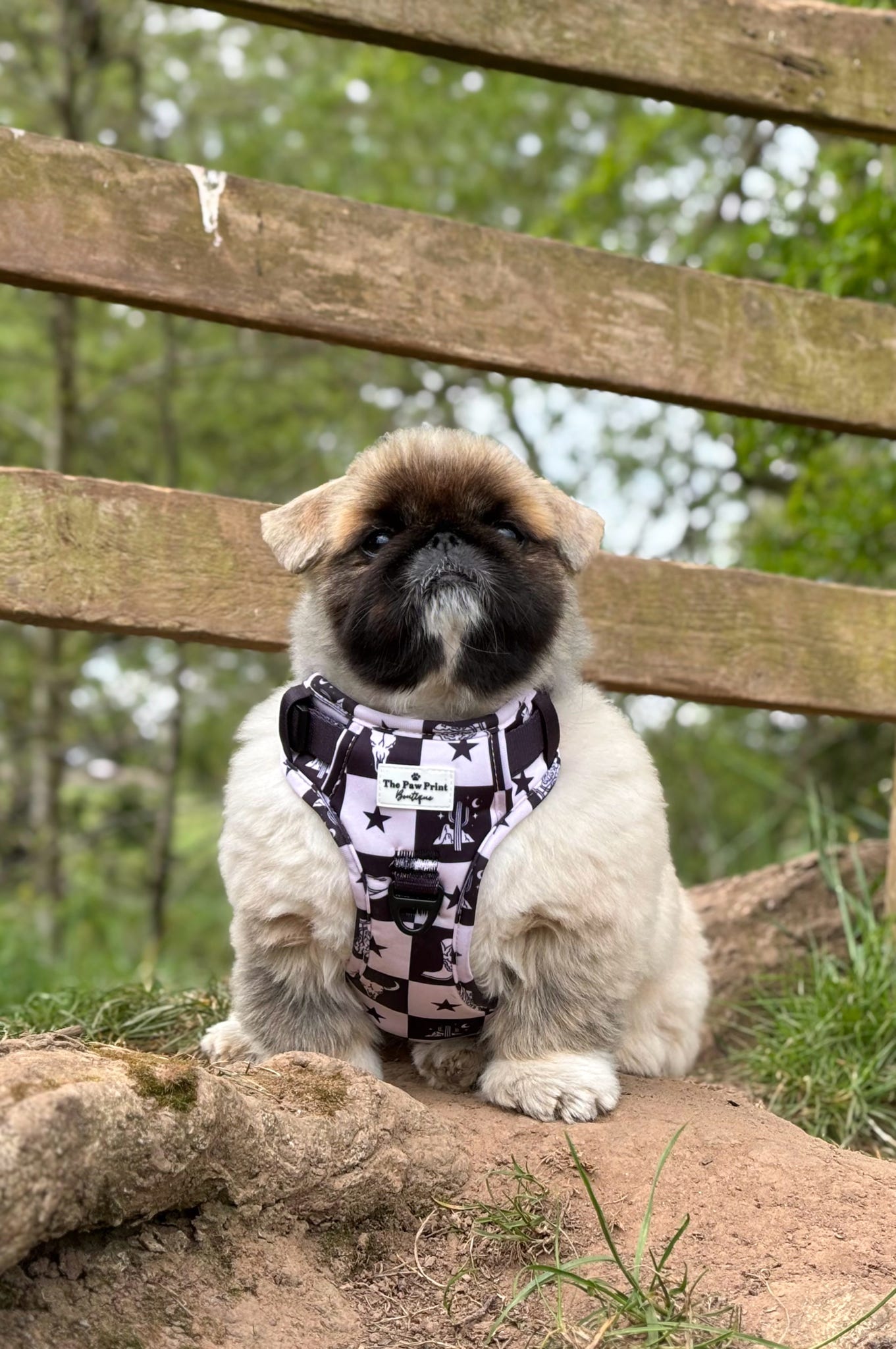 The Wild West Adventure Paws Harness