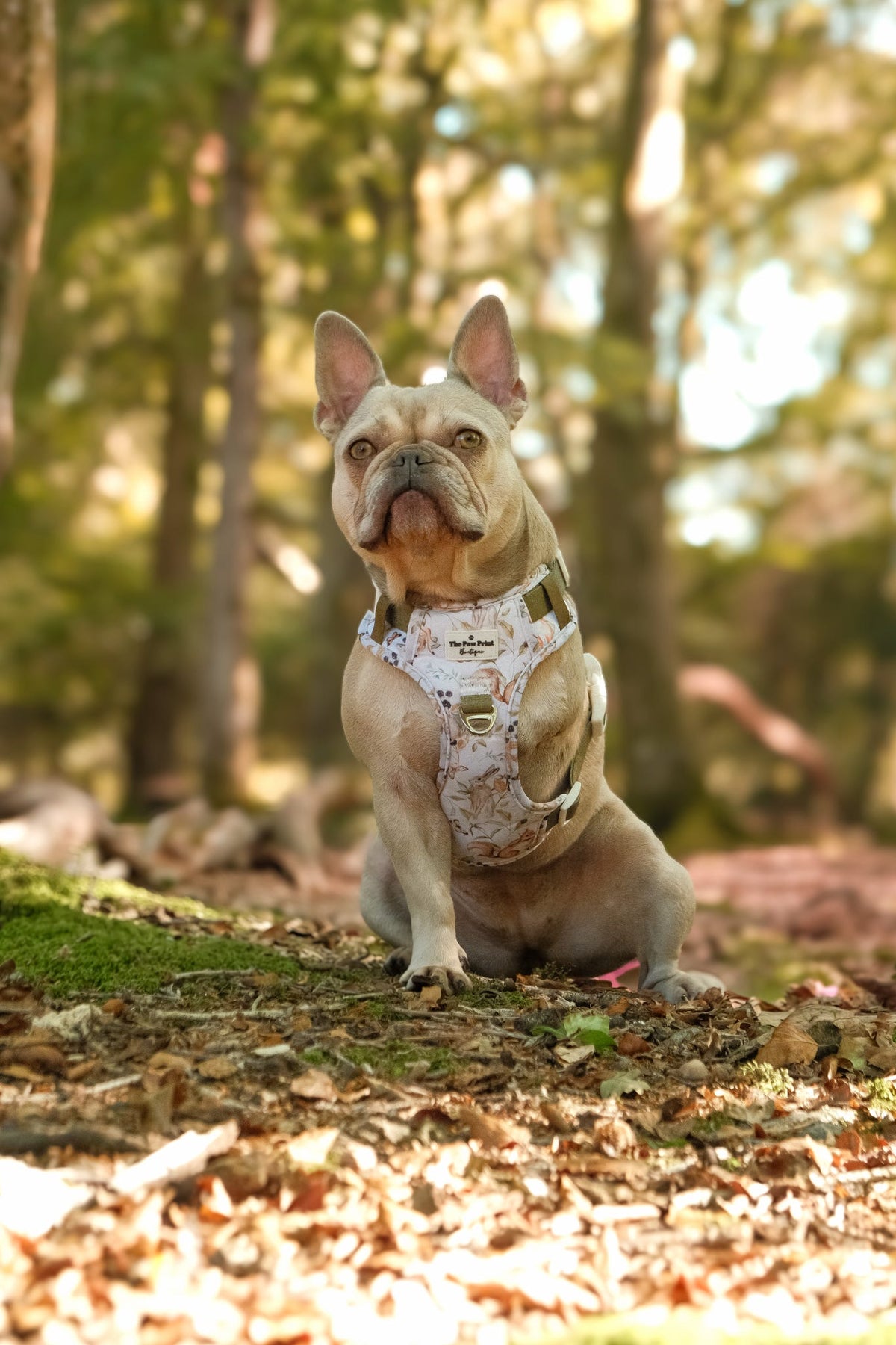 Whimsical Wildlife Adventure Paws Harness