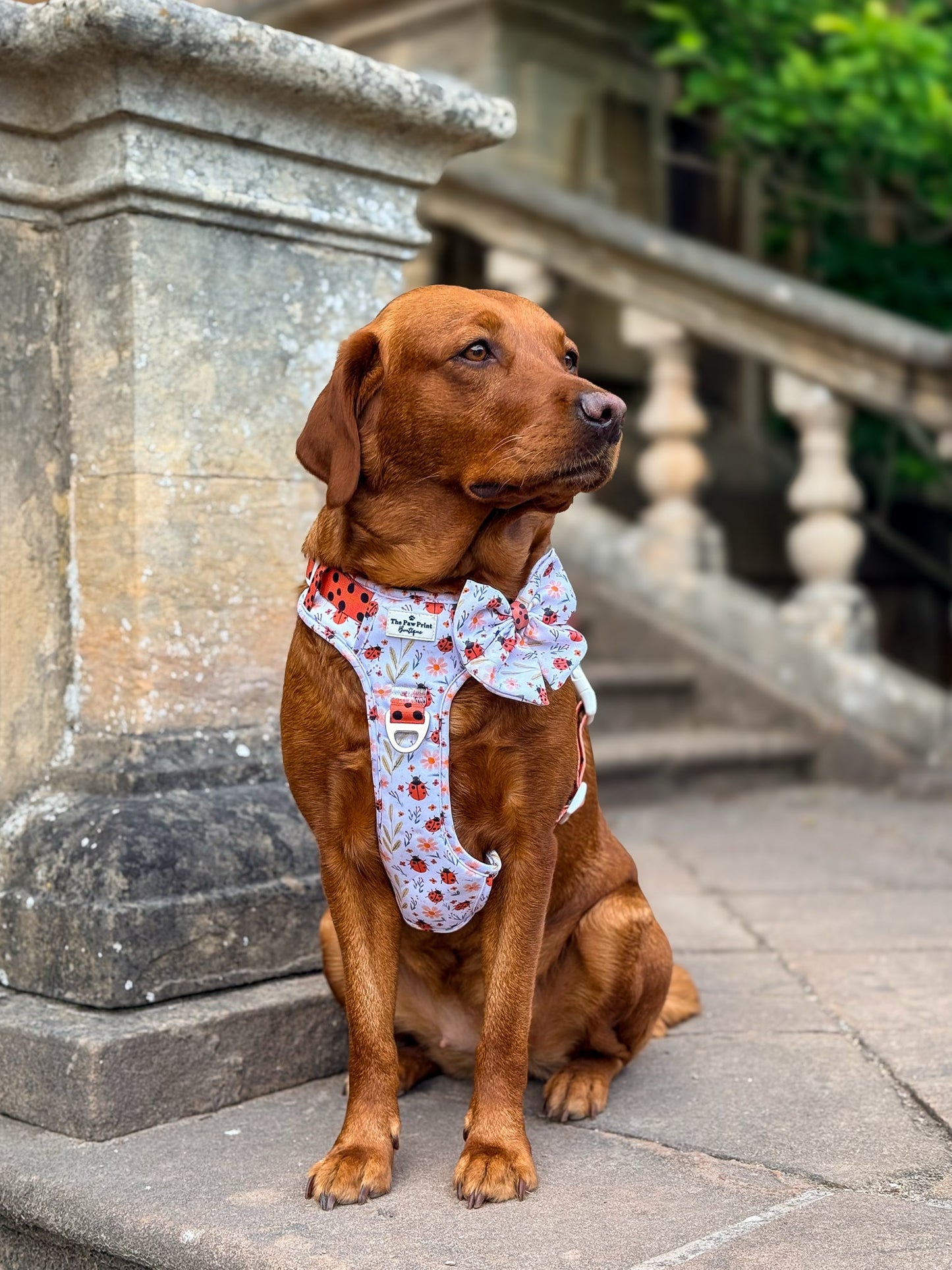 Ladybird Lane Adventure Paws Harness