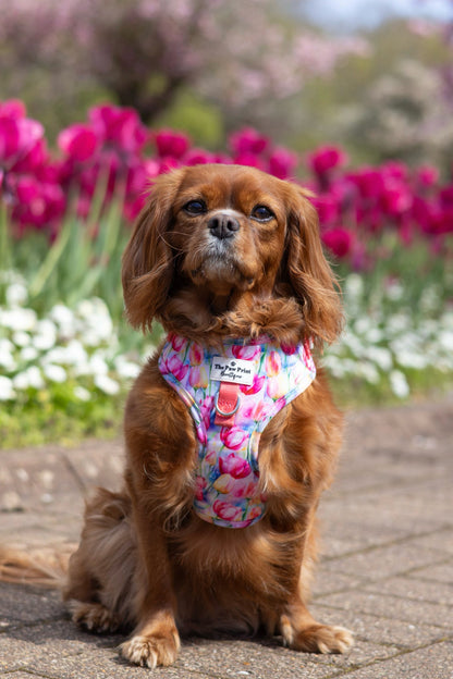 The Tulip Field Adjustable Harness
