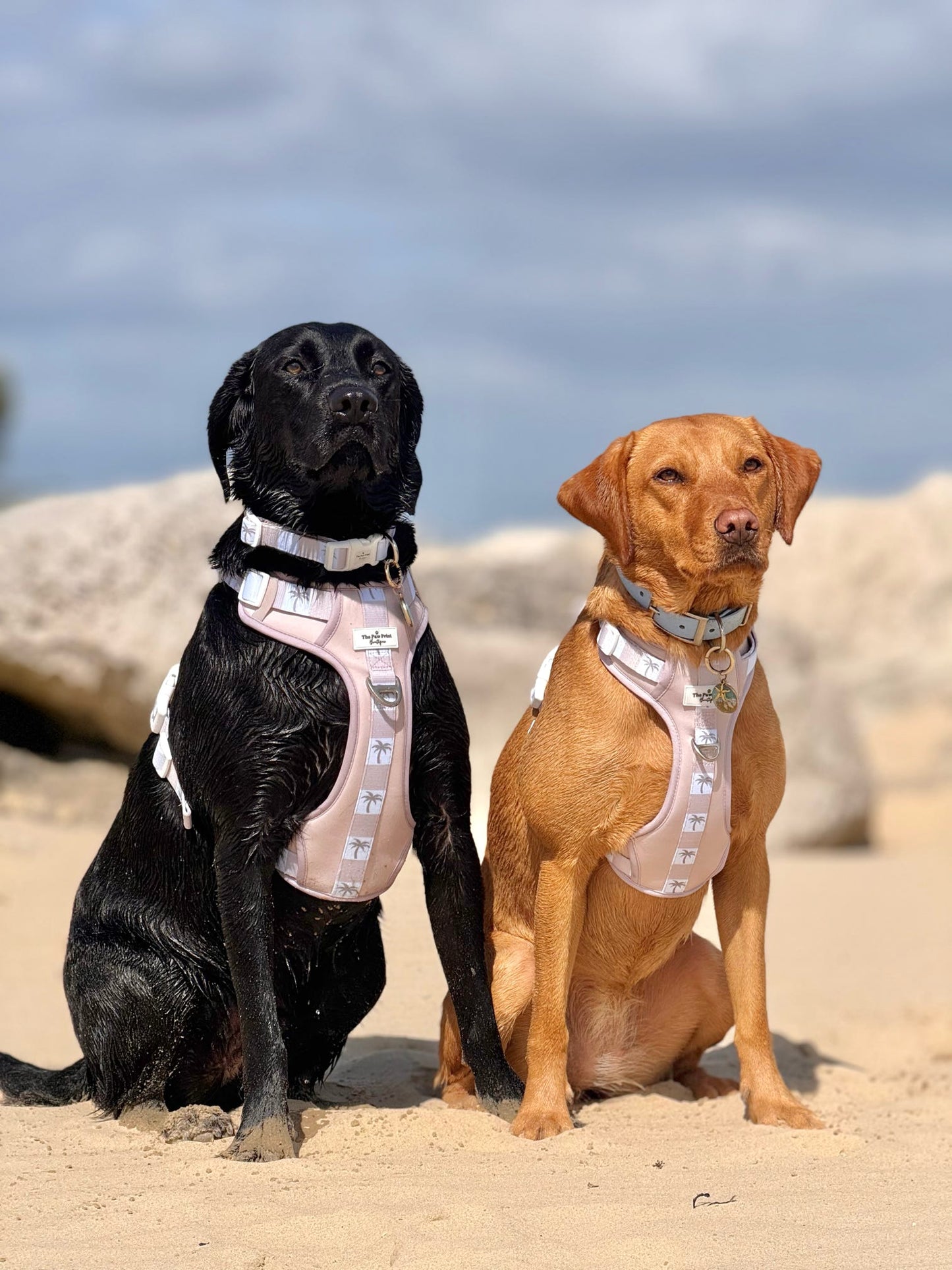 Palm Springs Adventure Paws Harness
