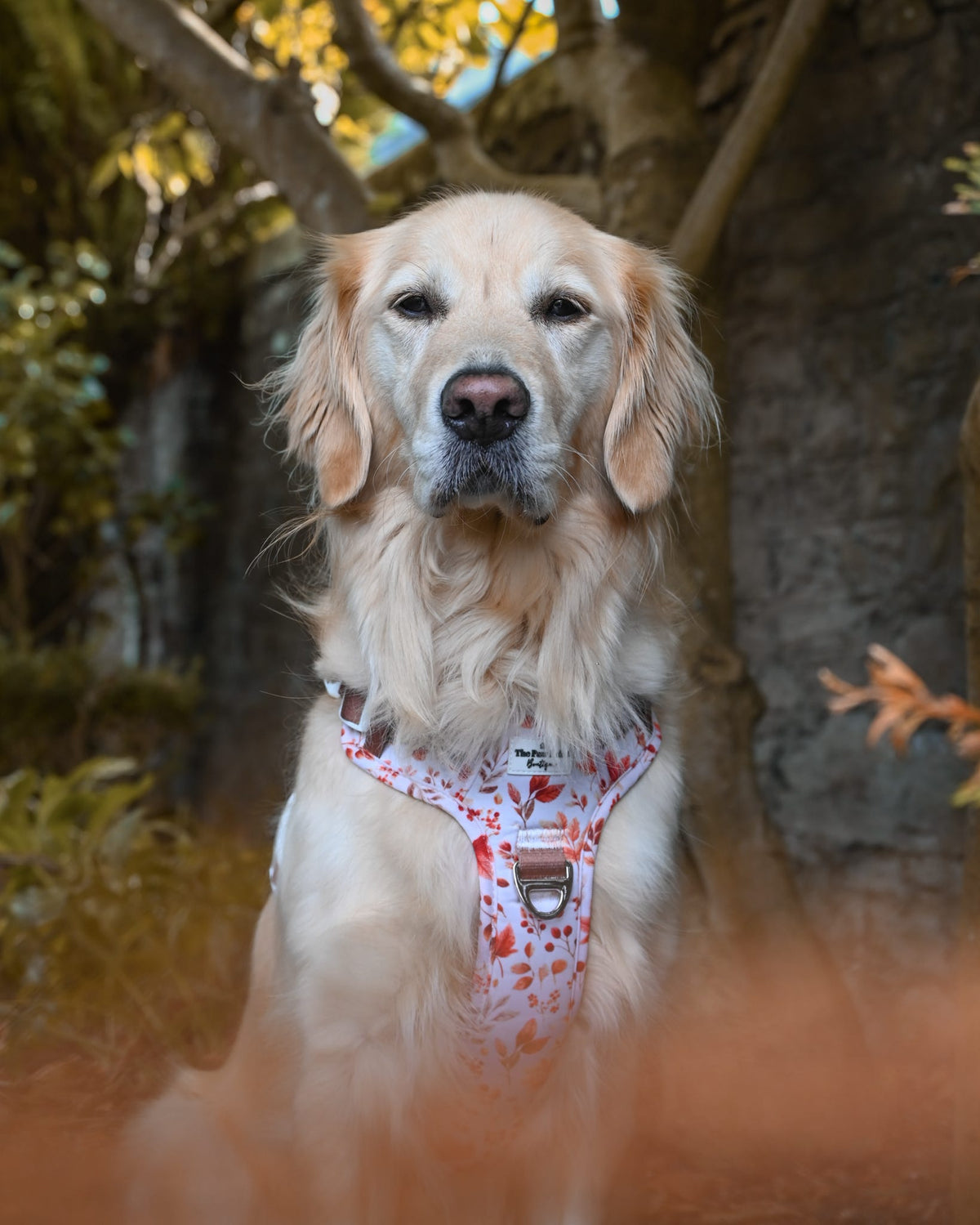 Maple Meadows Adventure Paws Harness
