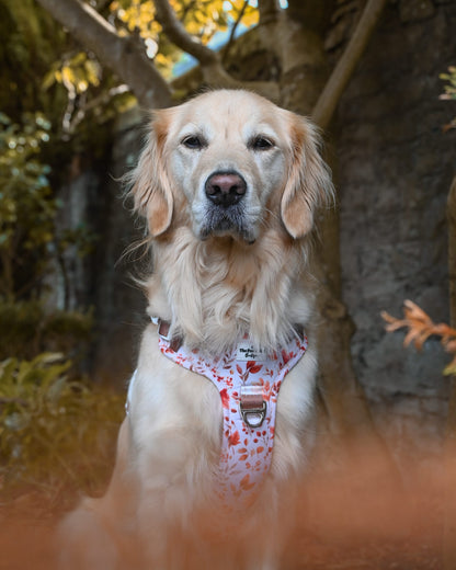 Maple Meadows Adventure Paws Harness