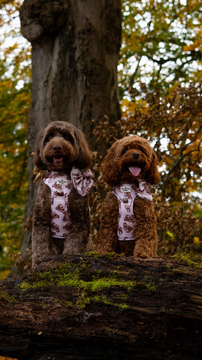 The Little Bear Cub Adventure Paws Harness