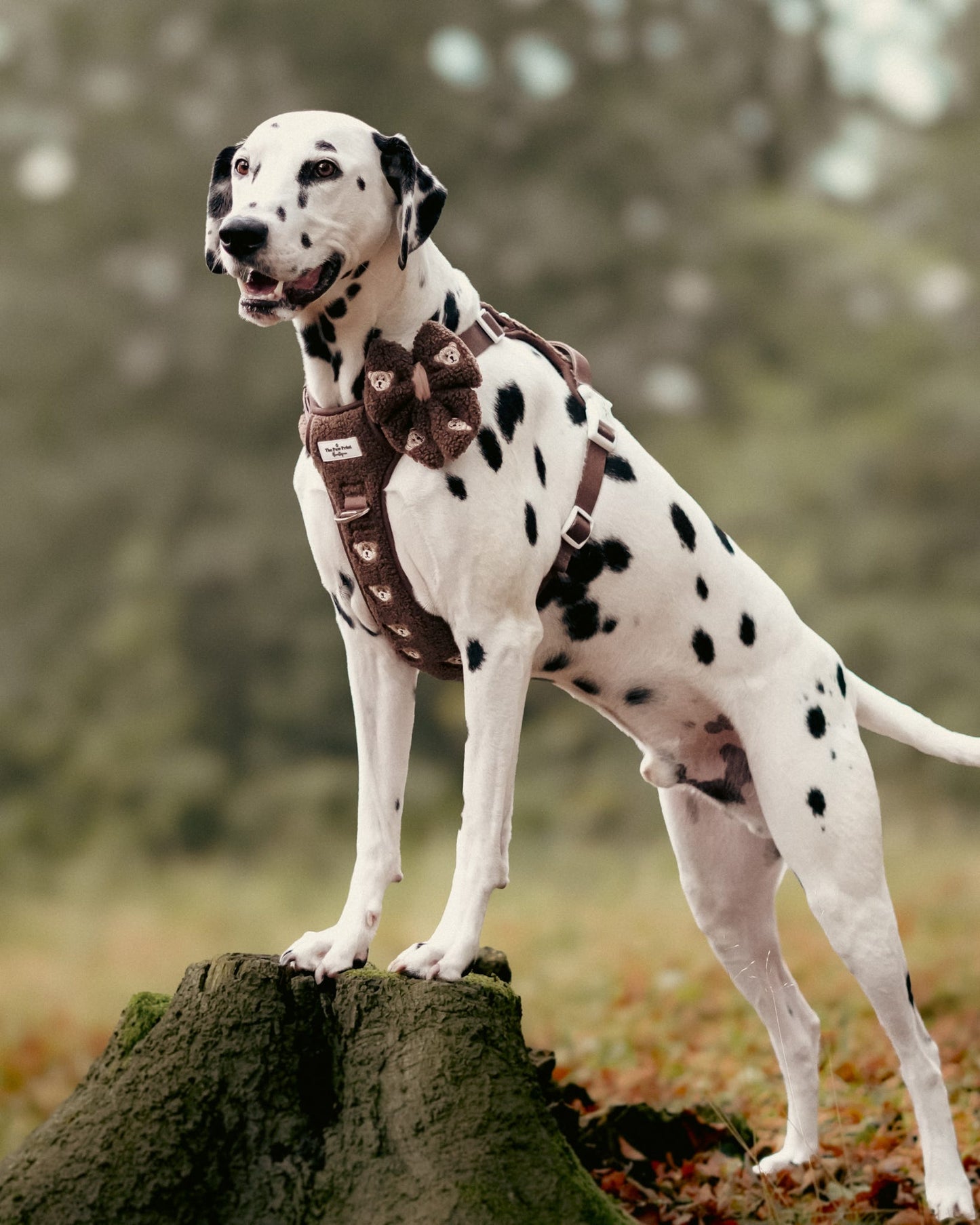 The Embroidered Little Bear Cub Adventure Paws Harness