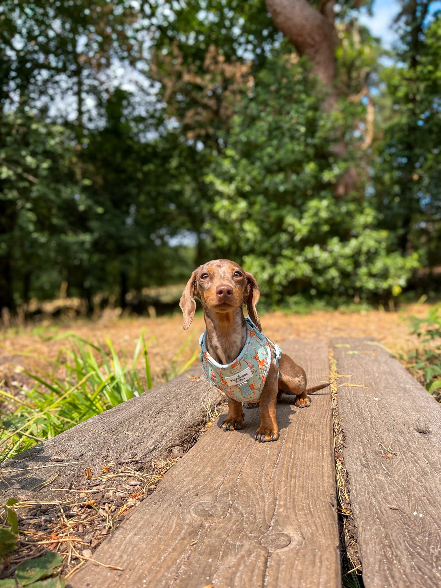 Bambi in Bloom Adjustable Harness