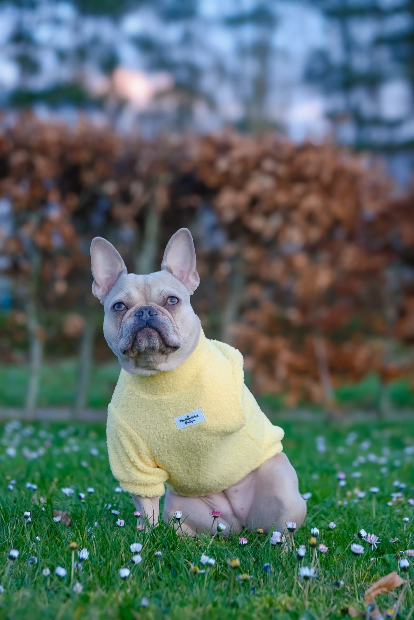 Teddy Fleece - Buttercup