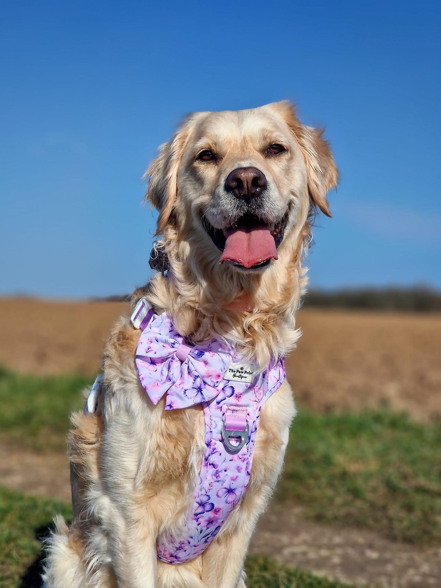 Butterfly Bliss Adventure Paws Harness