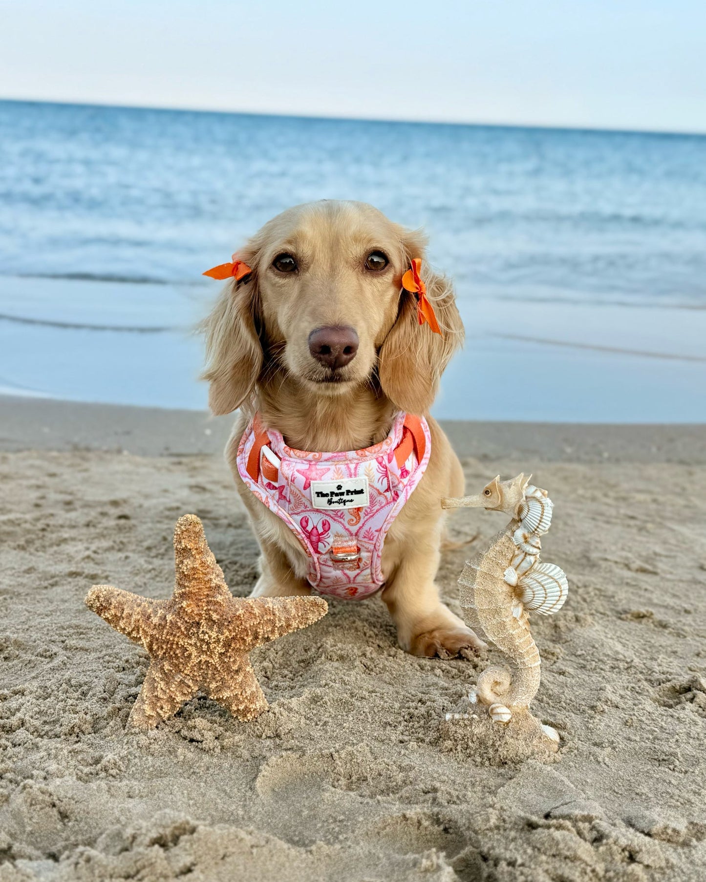 Under the Sea Paws Harness