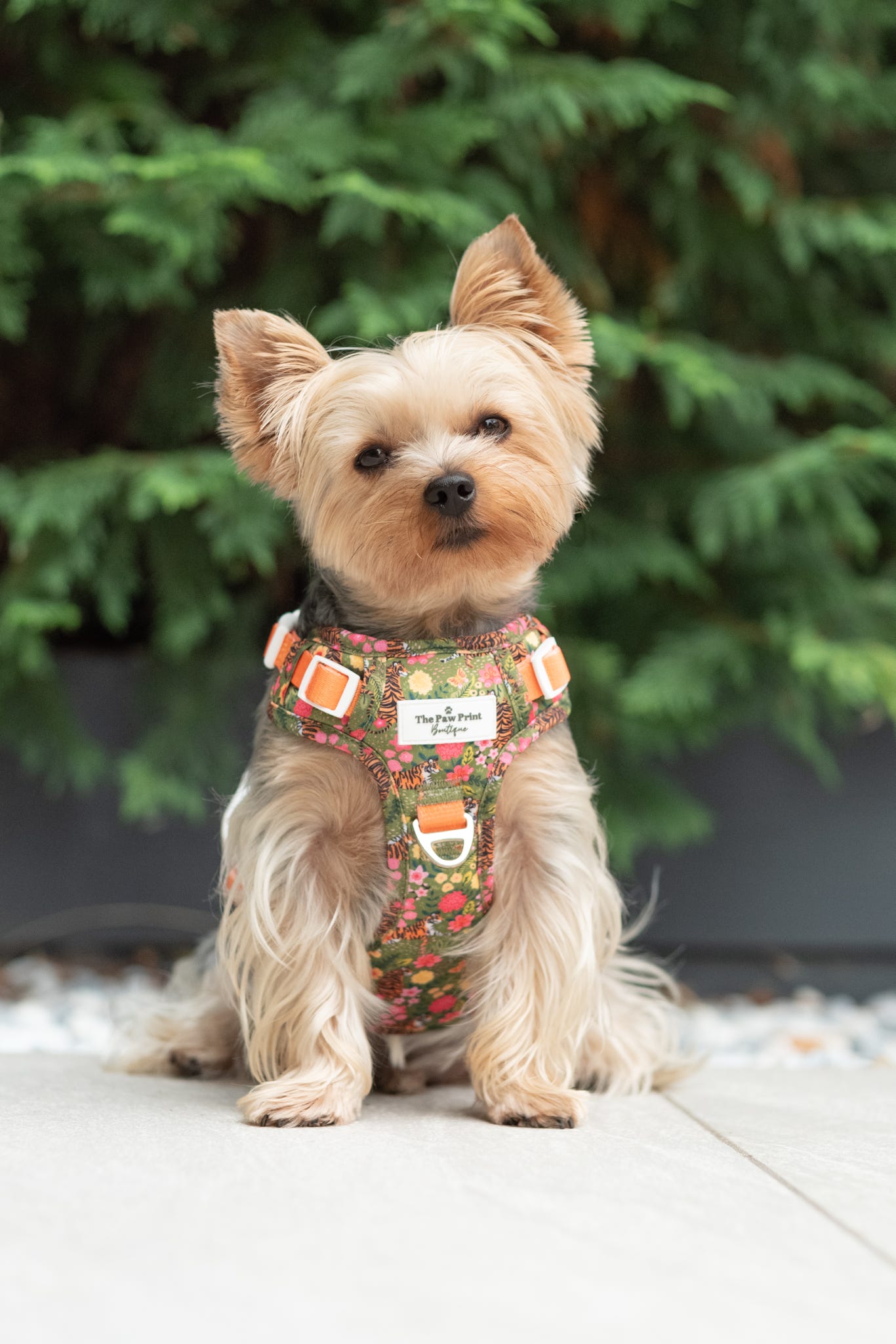 The Tiger who came to TPPB Adventure Paws Harness