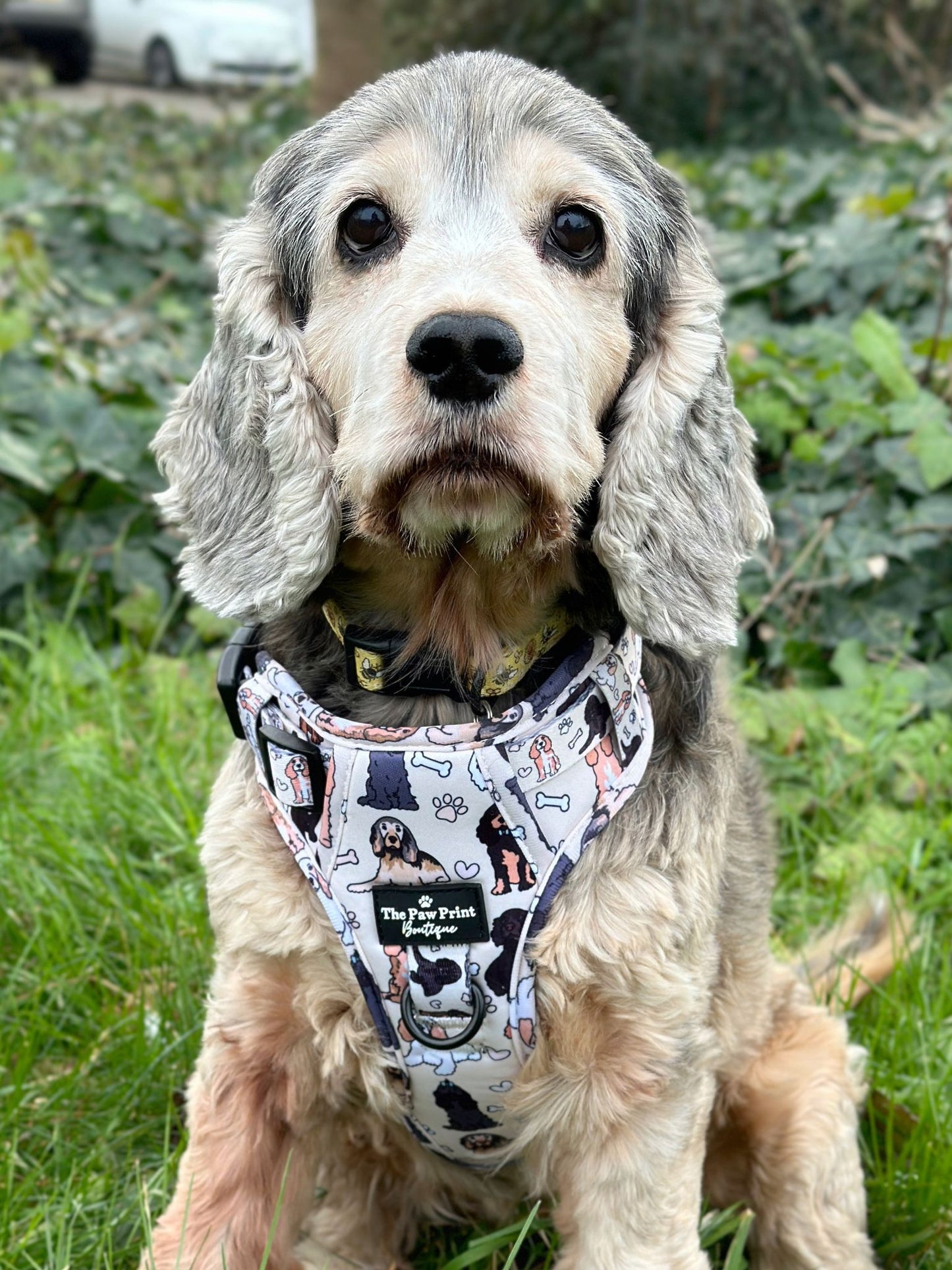 The Spaniel Adventure Paws Harness