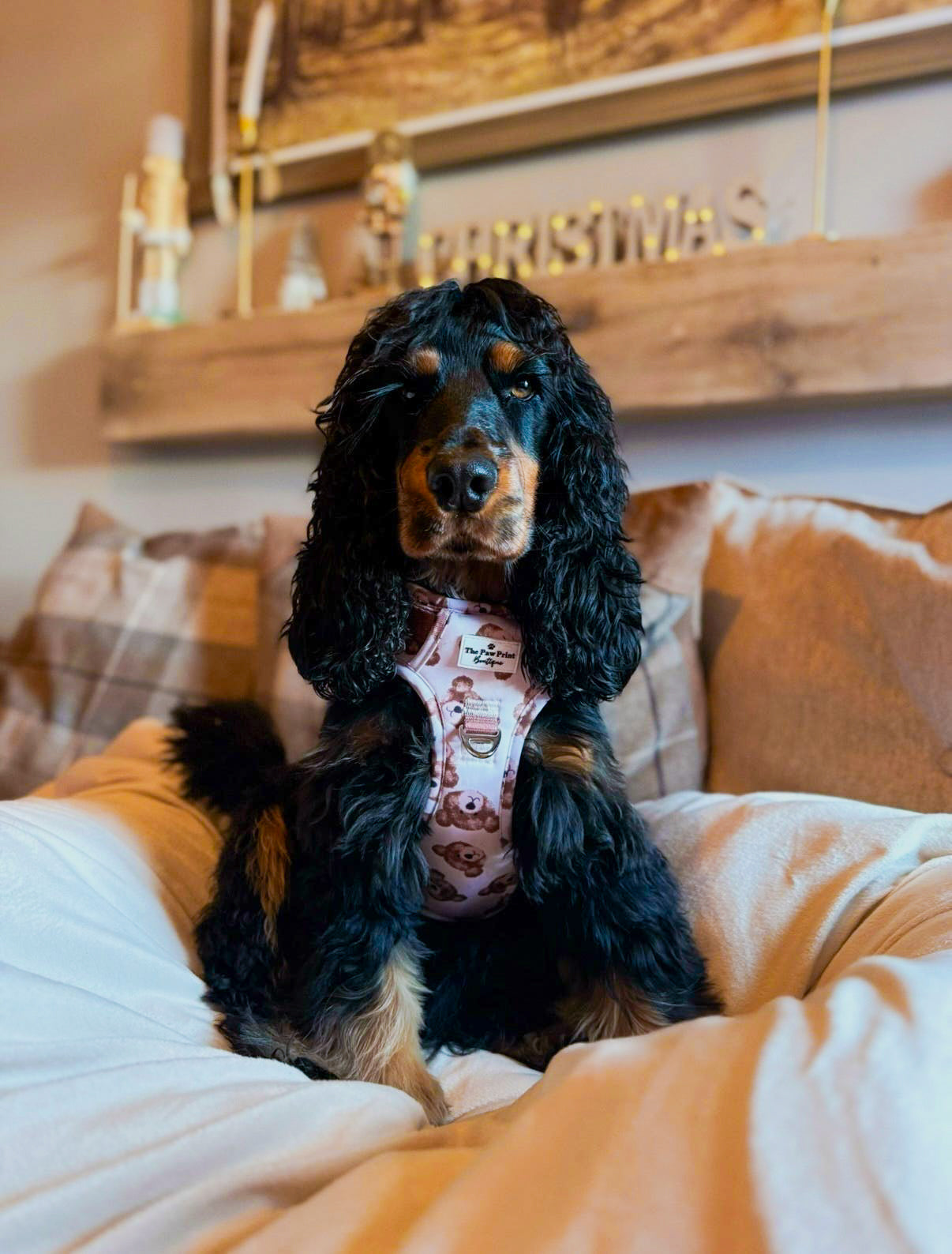 The Little Bear Cub Adventure Paws Harness