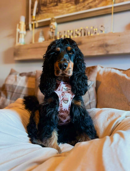 The Little Bear Cub Adventure Paws Harness