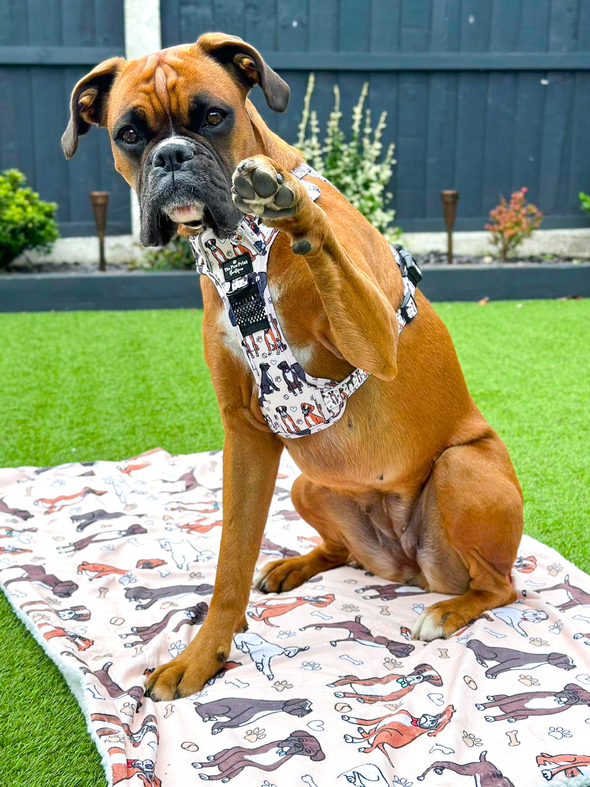 The Boxer Dog Blanket - Beige