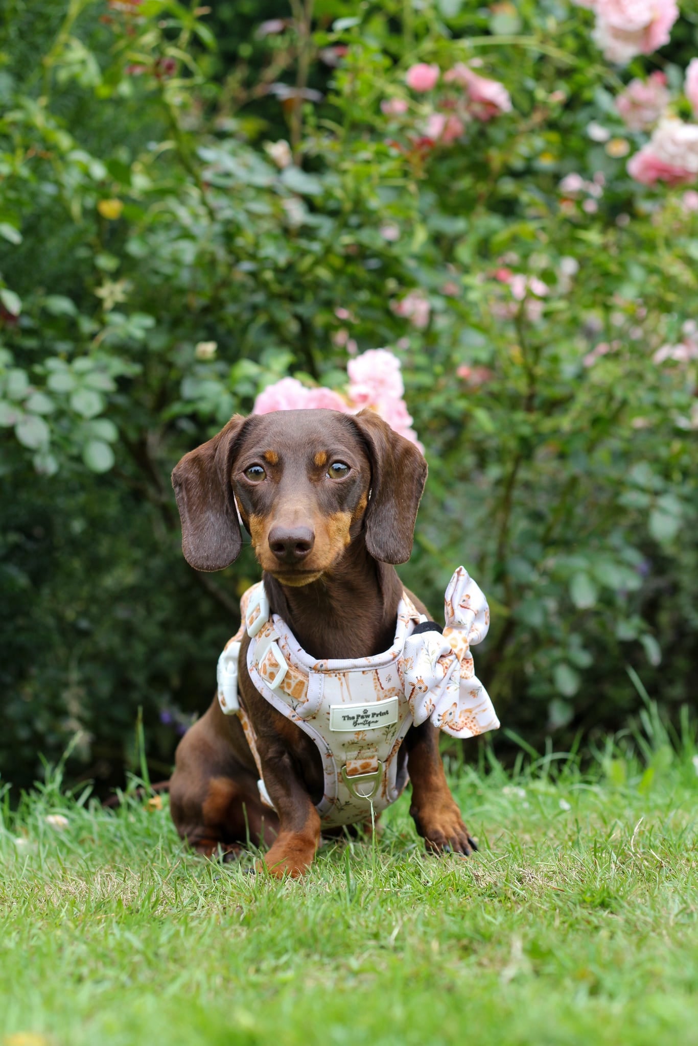 The Graceful Giraffe Adventure Paws Harness