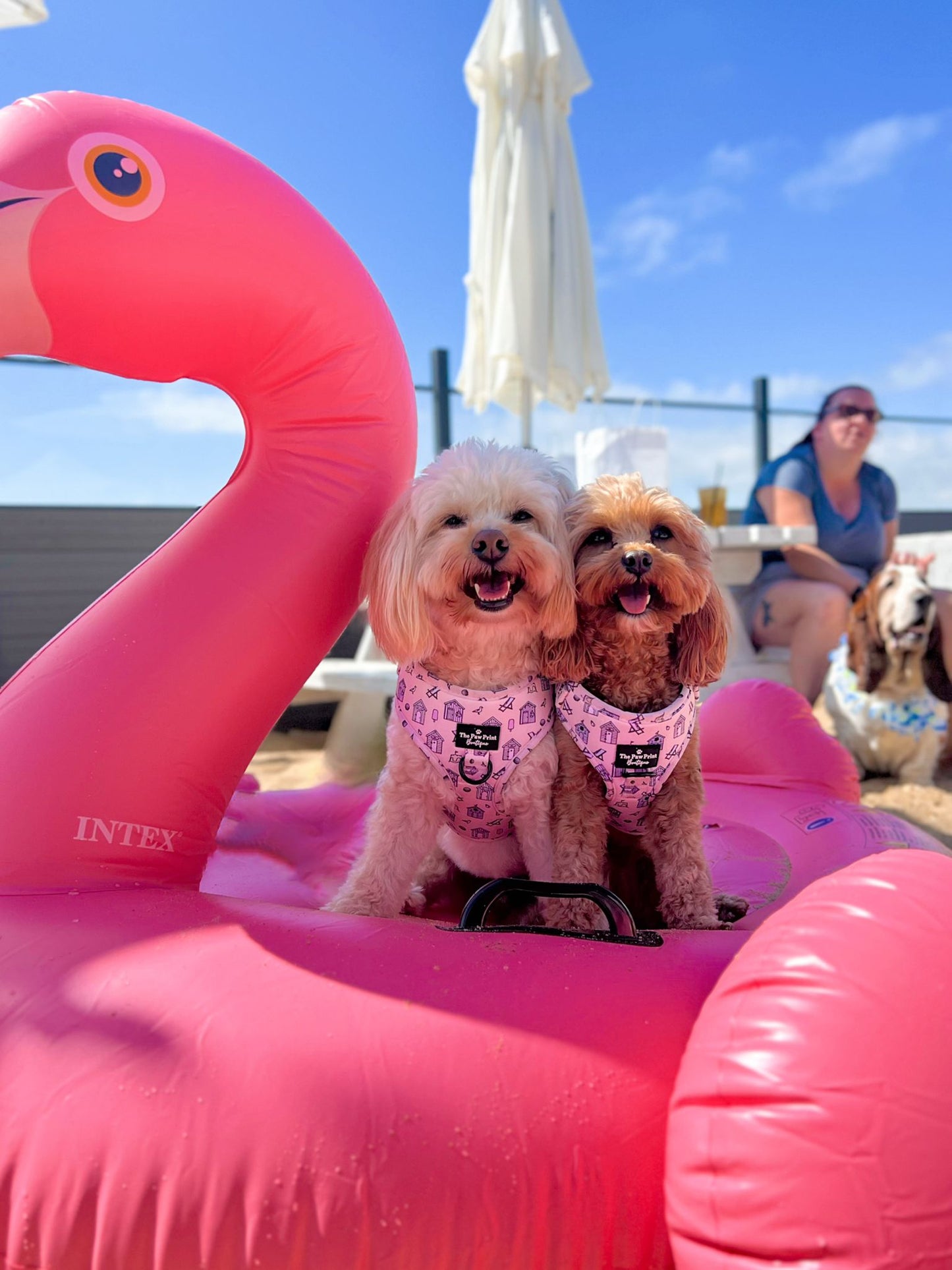 Beach Club Pawty Tickets 🏖️
