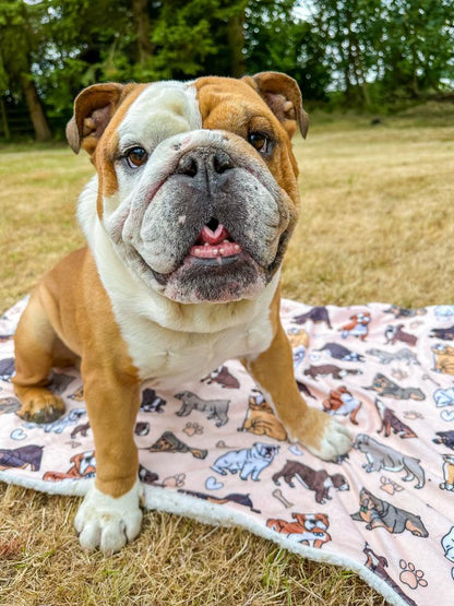 The Bulldog Dog Blanket - Beige